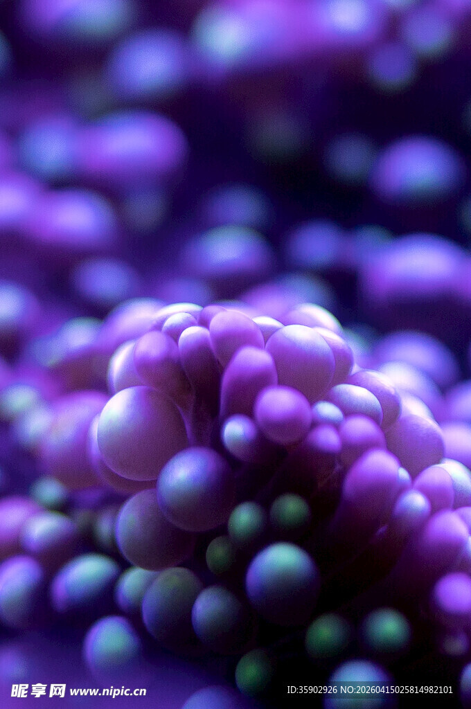 紫色球状微观物质景象