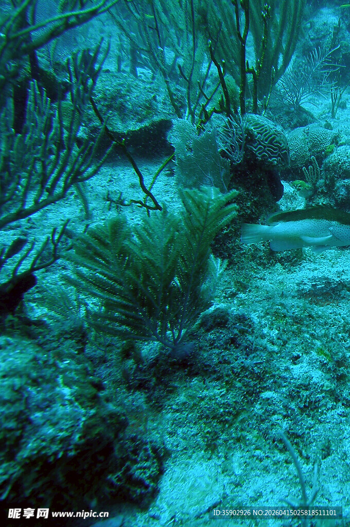 海底珊瑚与海草景观