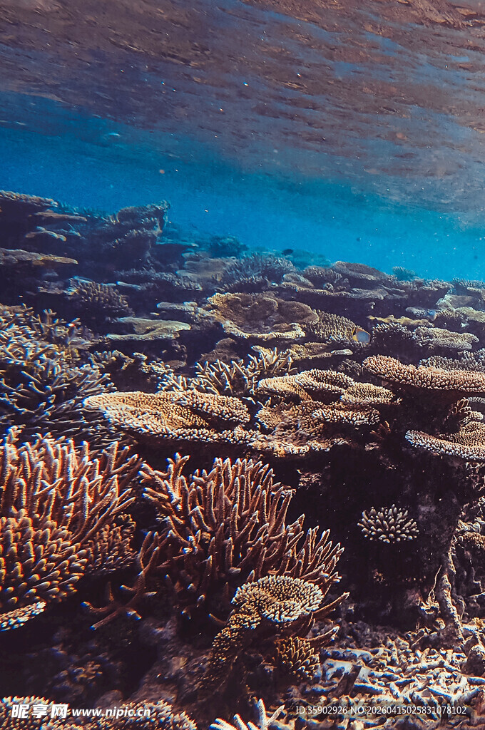 海底绚丽珊瑚景观