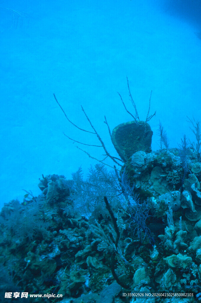 海底珊瑚礁旁的神秘生物