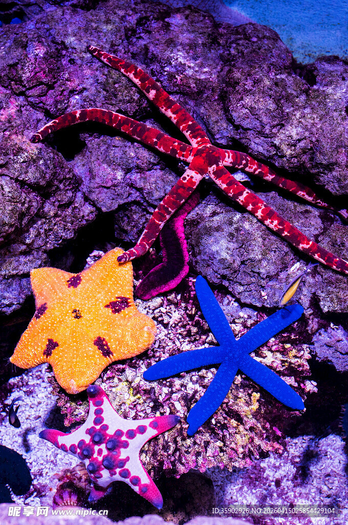 多彩海星栖息于海底礁石