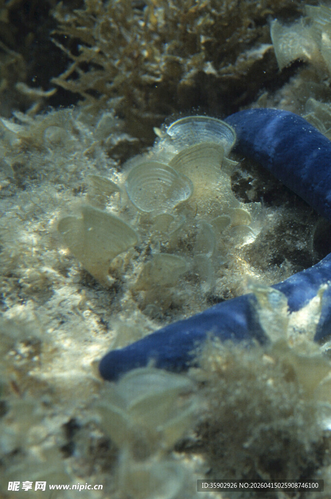 海底蓝生物与沙石景象