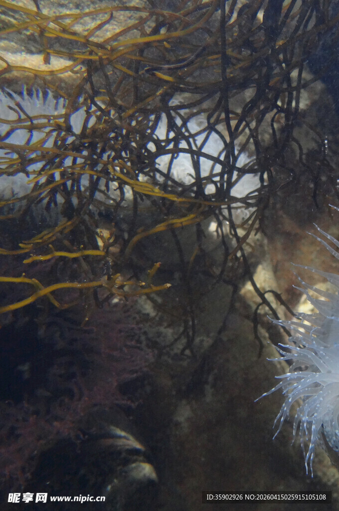 水下缠绕的网状物与羽毛