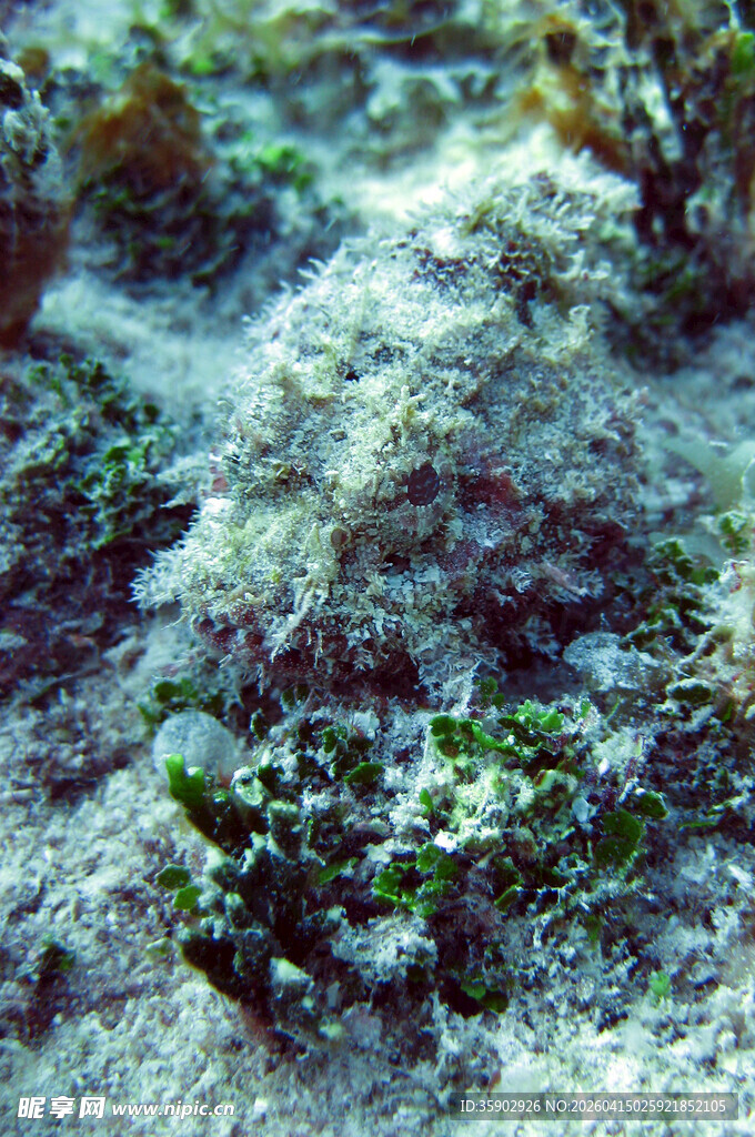 海底珊瑚礁景象