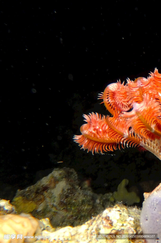 橙红色海鱼特写