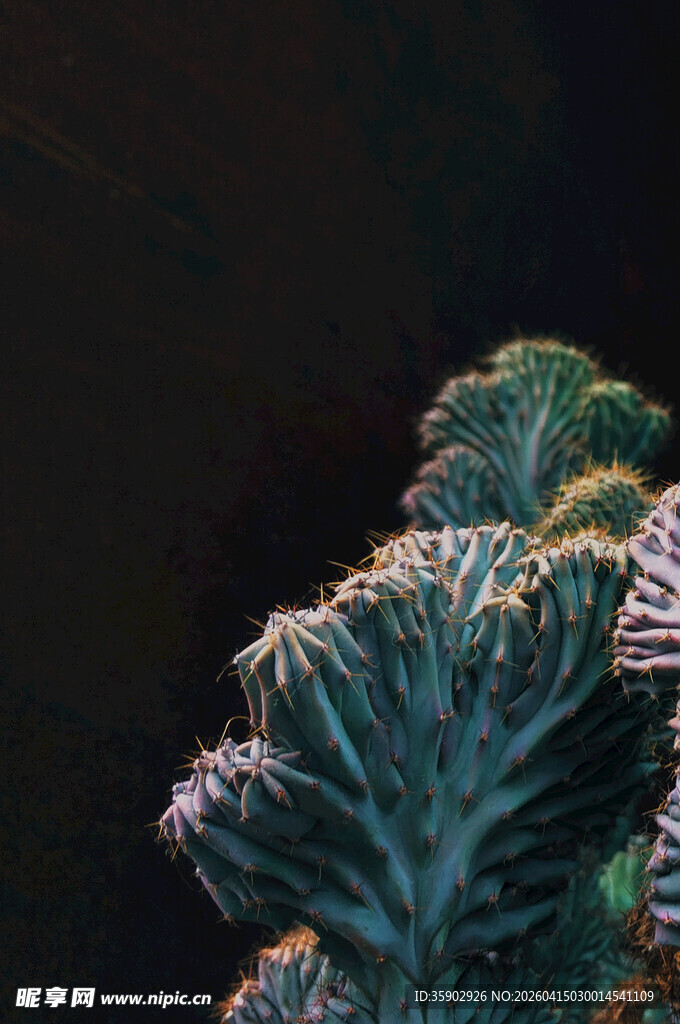 夜间绽放的仙人掌花朵