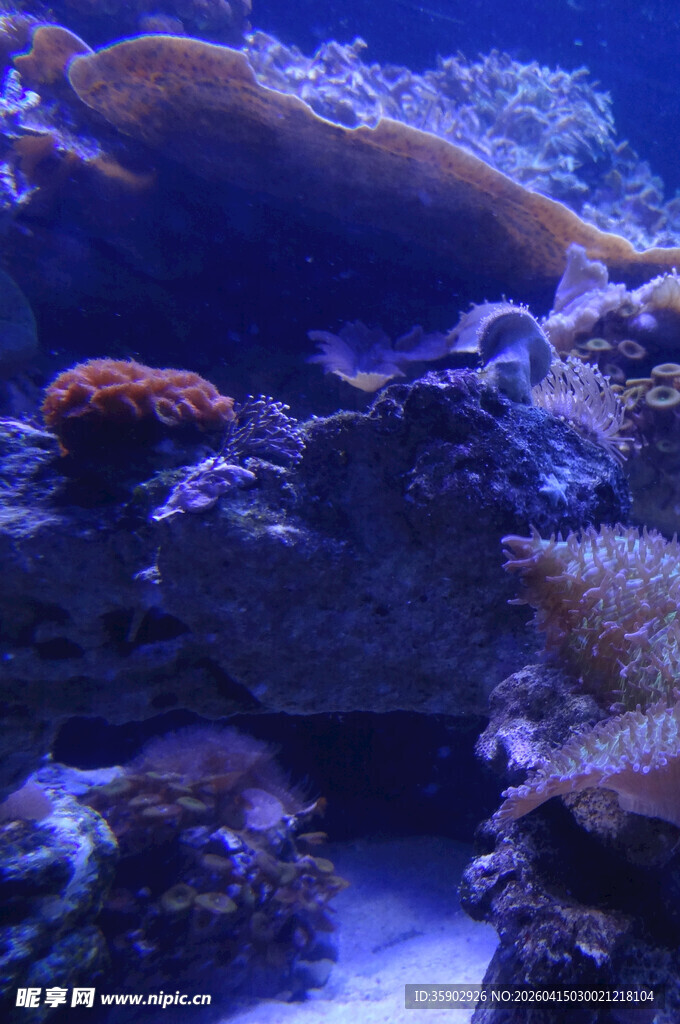 海底珊瑚景观