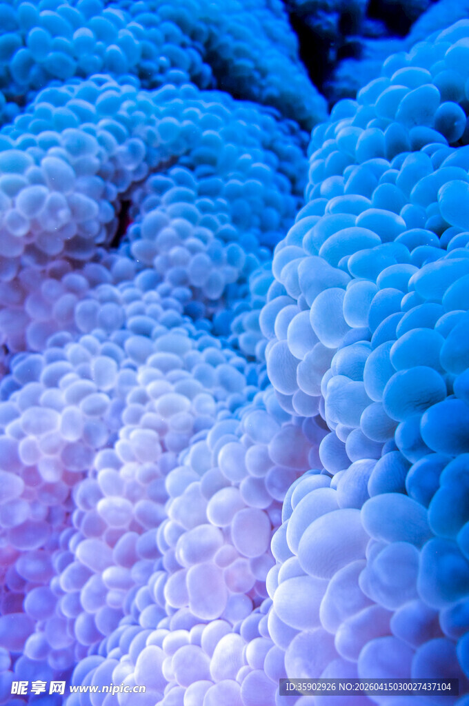 梦幻蓝色珊瑚景观