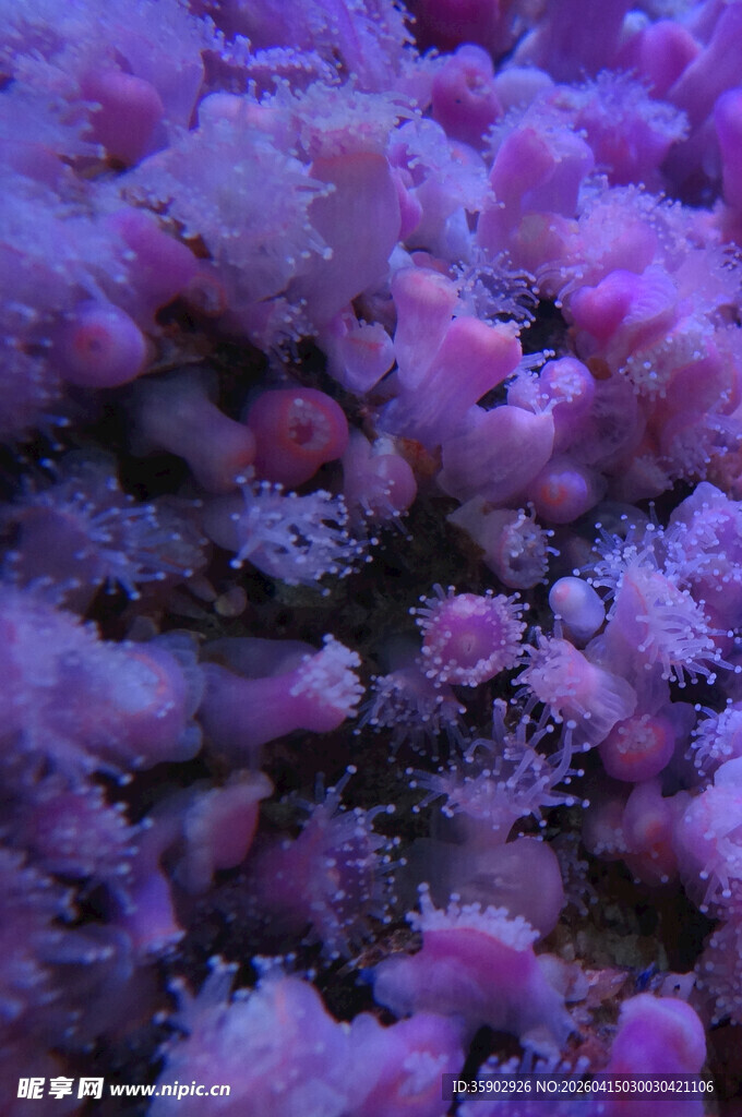 梦幻紫色珊瑚景观