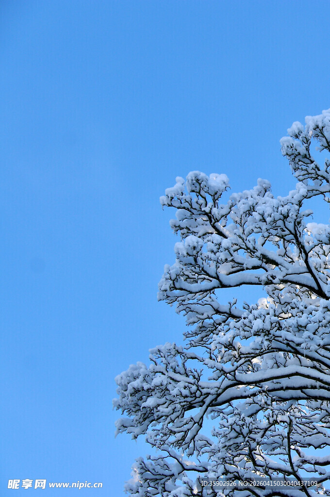 雪覆树枝映蓝天