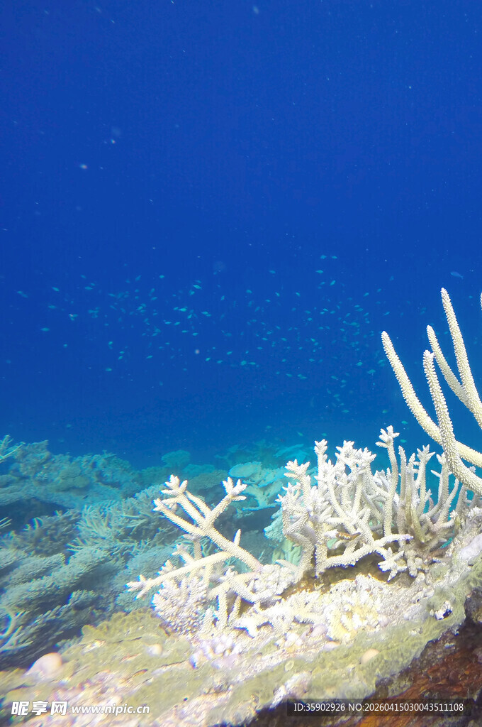 海底珊瑚景观