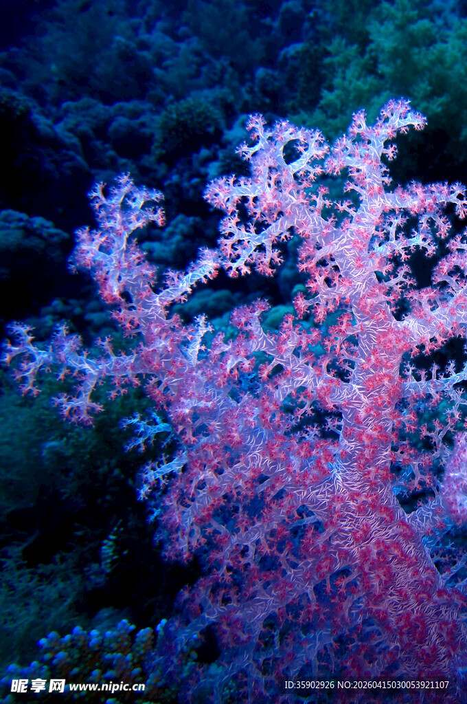 海底梦幻粉色珊瑚景观