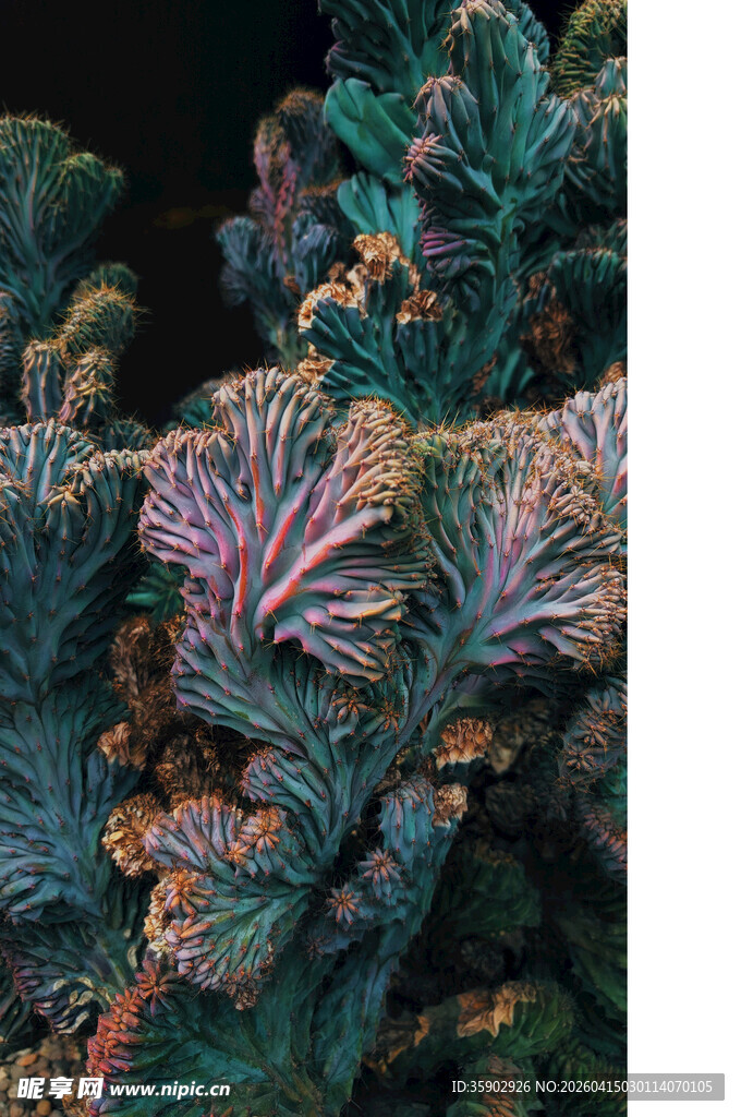 多彩珊瑚特写
