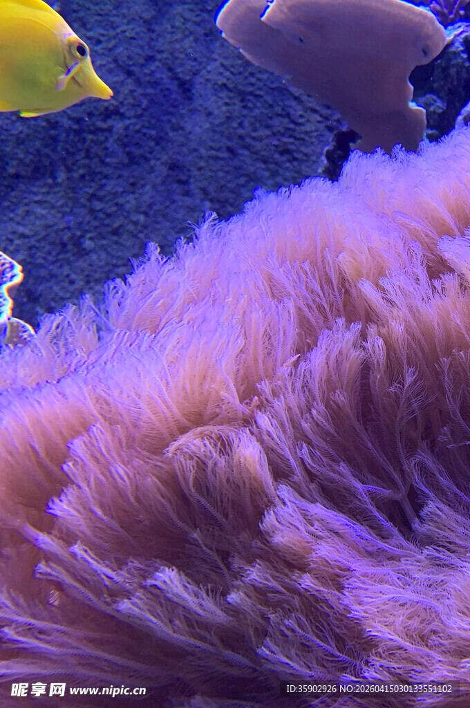 梦幻海底的紫色海葵与鱼