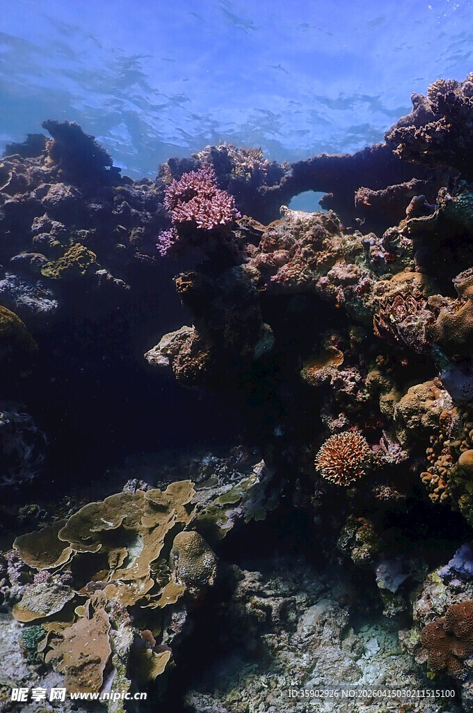 海底绚丽珊瑚景观