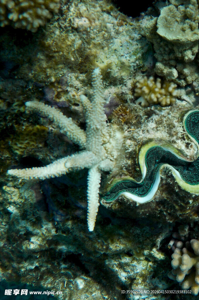 海底海星与贝类的奇妙景象