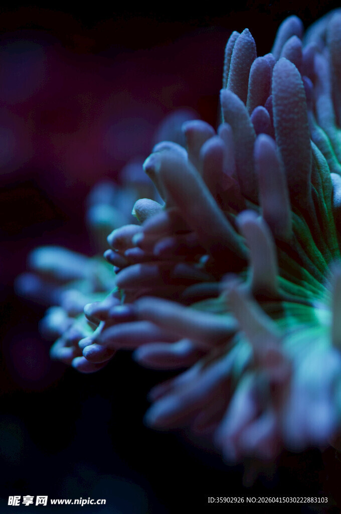 绚丽海葵特写