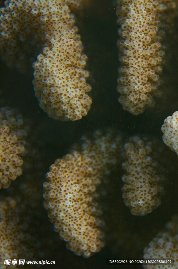 海底珊瑚特写