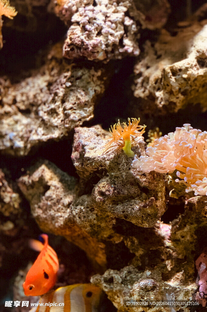 海底珊瑚与橙色小鱼