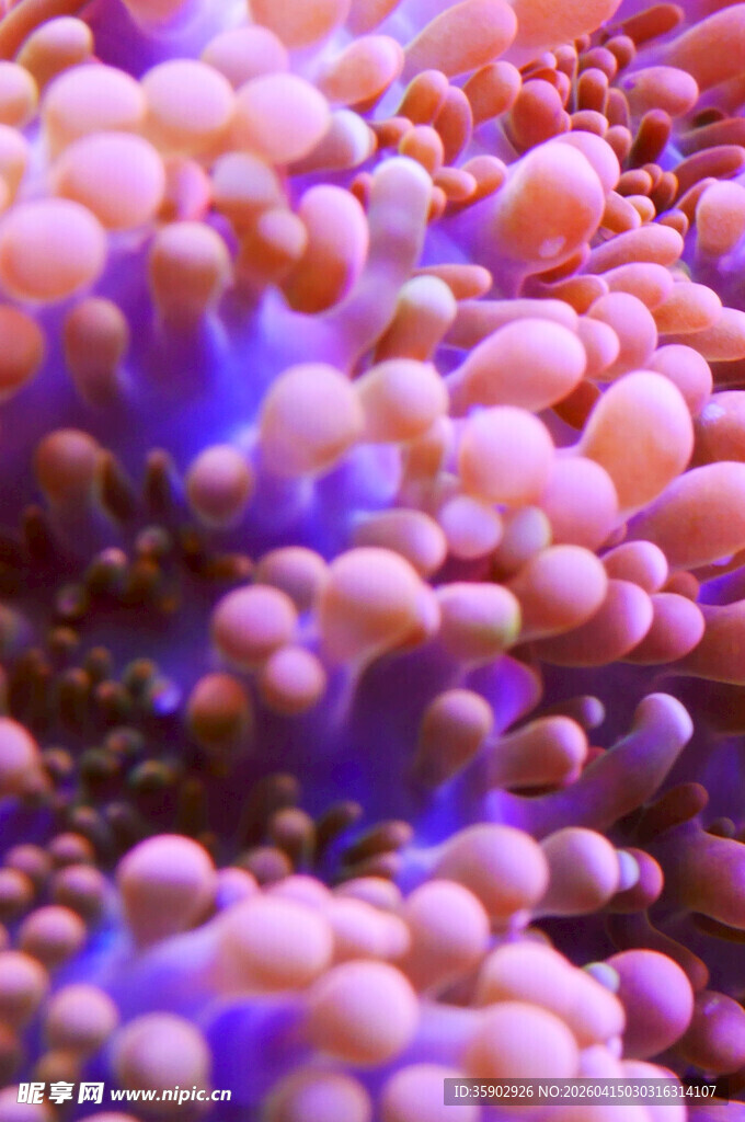 多彩珊瑚微观景象