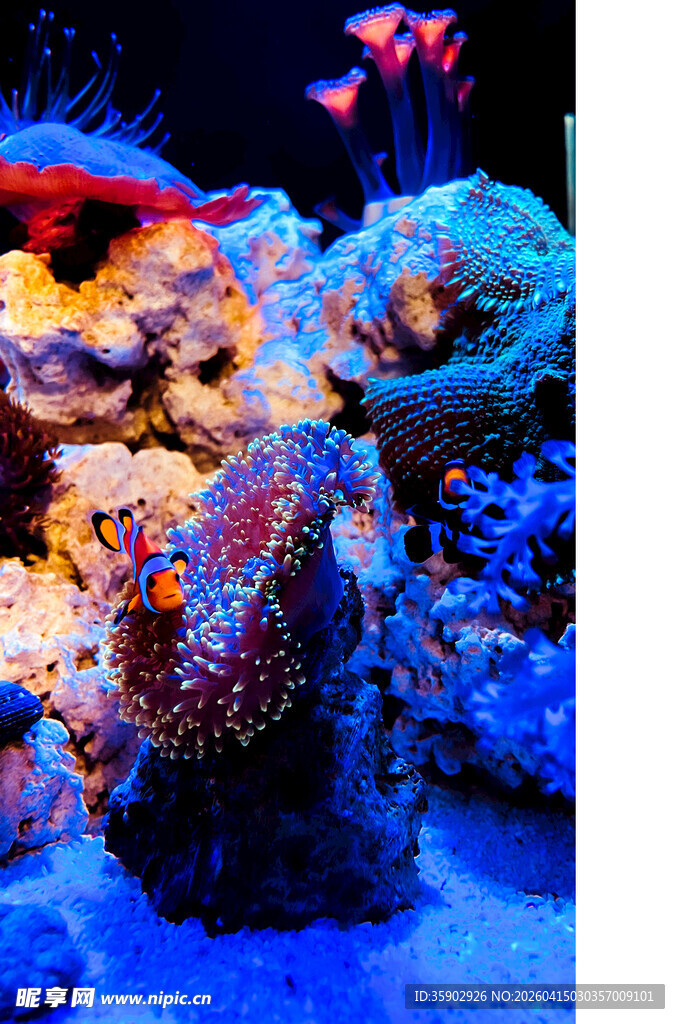 多彩海底珊瑚景观
