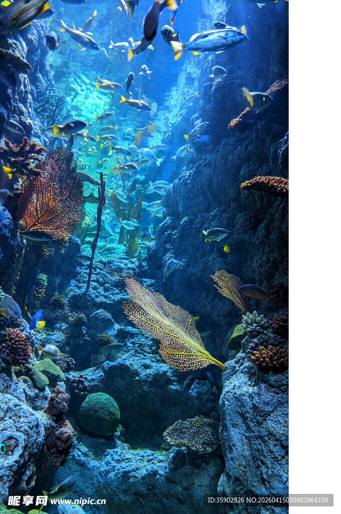 海底缤纷世界的美丽景象