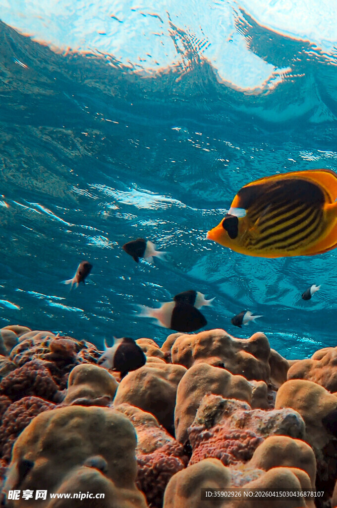 海底斑斓世界中的条纹鱼