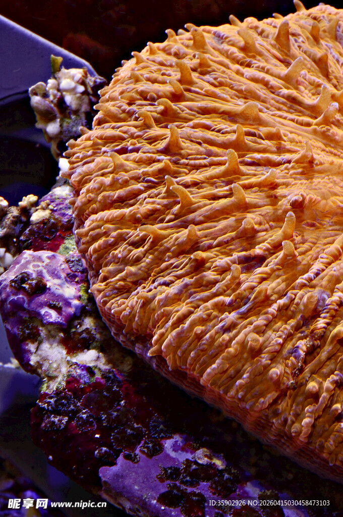 多彩珊瑚特写