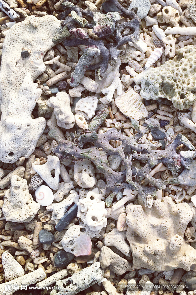 海滩上的碎贝壳与杂物