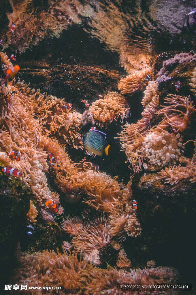 海底多彩珊瑚景观