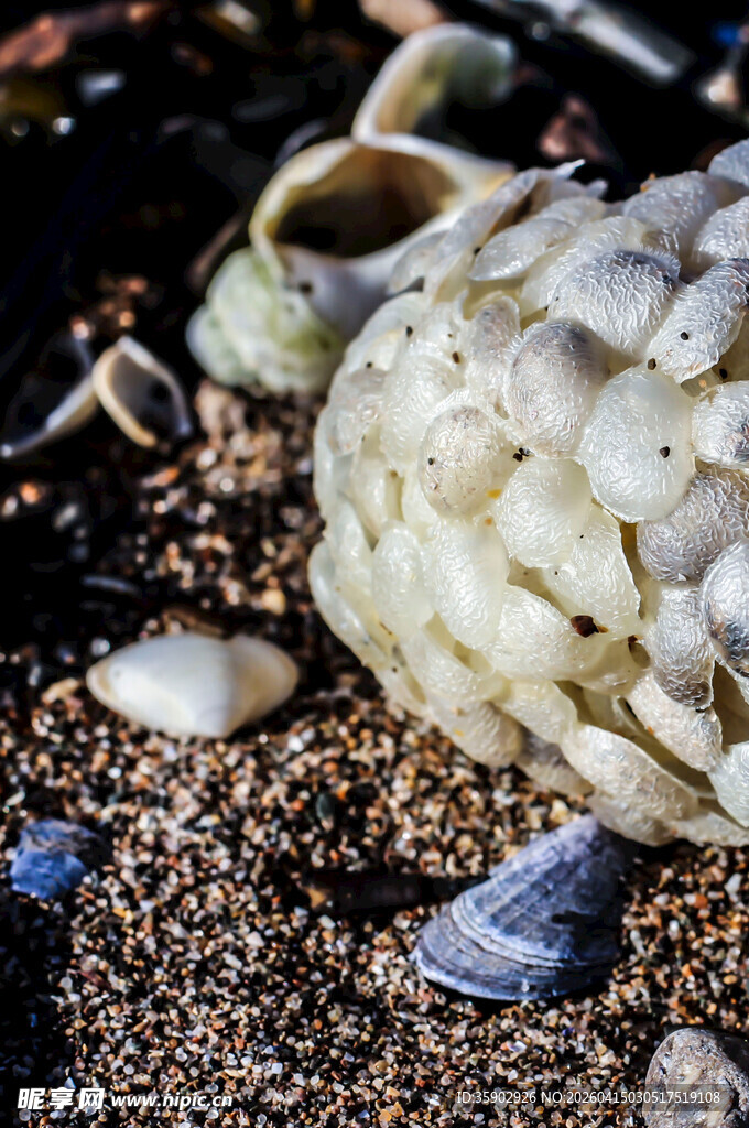 海滩上的贝壳与海螺碎块