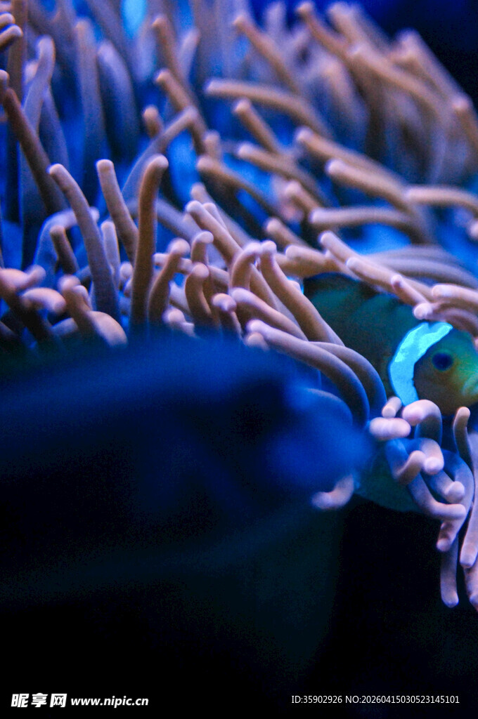 海底世界的小丑鱼与海葵