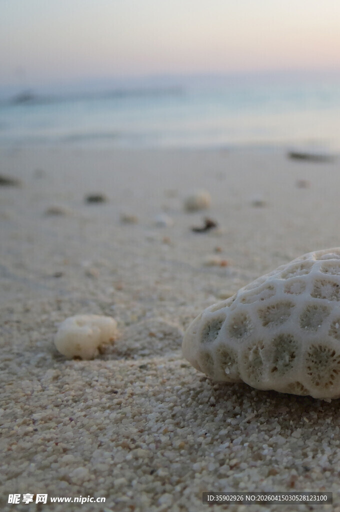 沙滩上的奇异海洋生物
