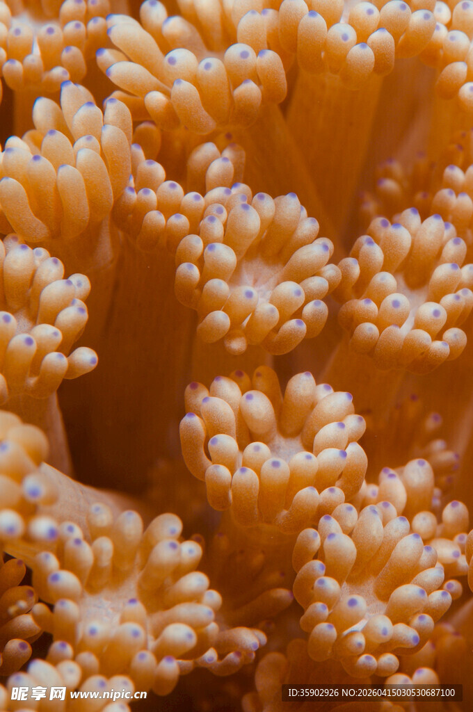 橙色珊瑚特写