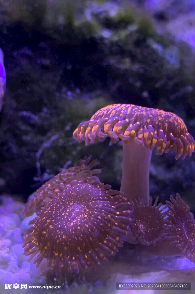 海底梦幻蘑菇状海洋生物
