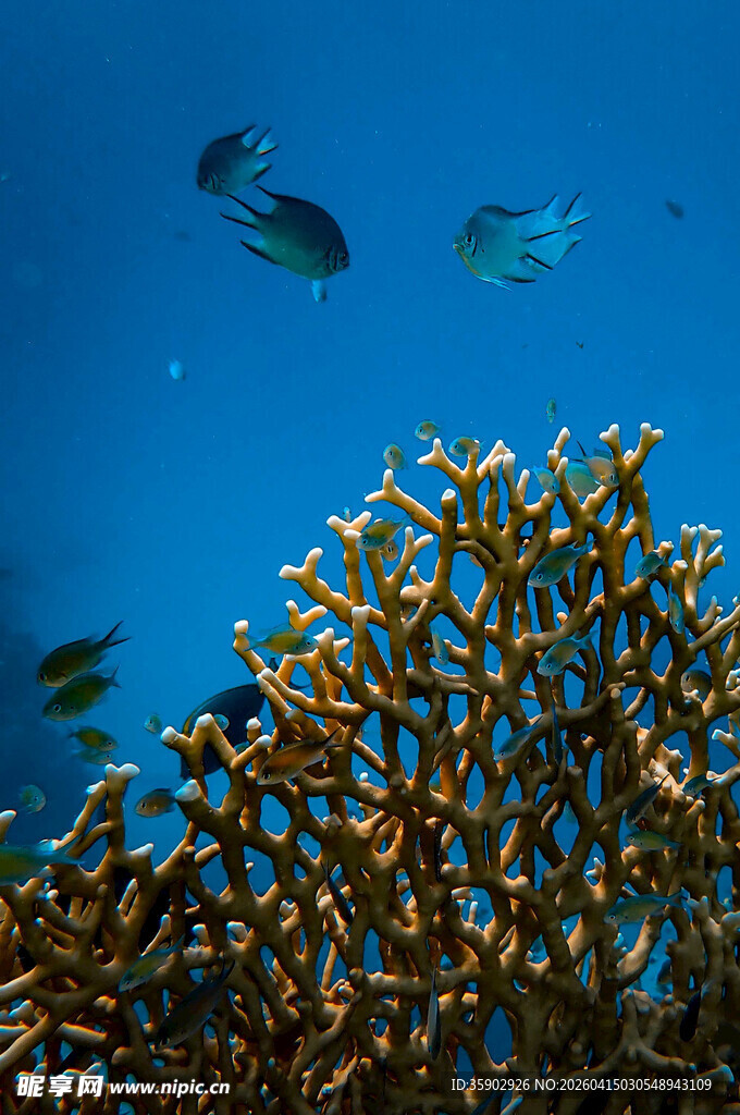 海底珊瑚与游动的小鱼