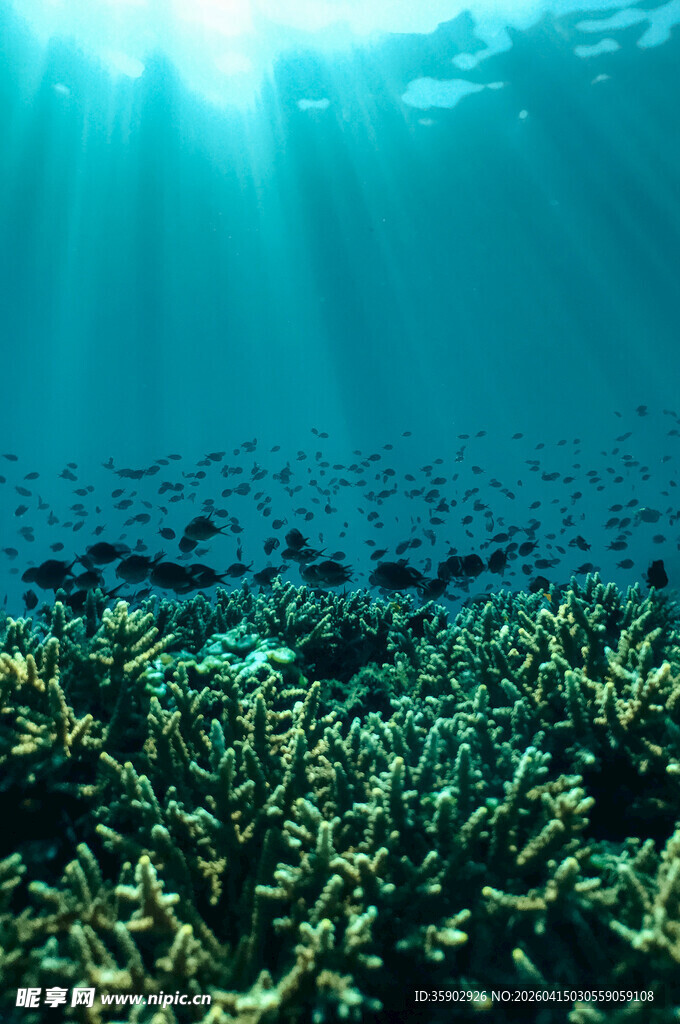 海底阳光照耀的繁茂植物