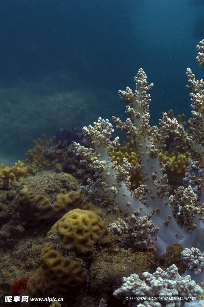 海底多彩珊瑚景观