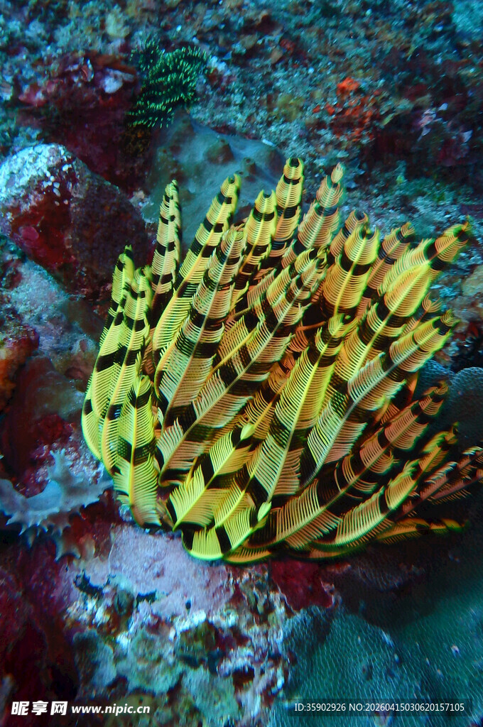 海底黄色珊瑚群景观