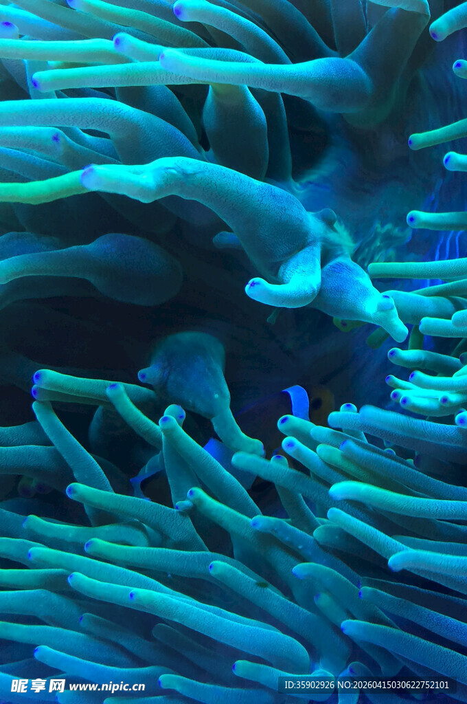 海葵中的小丑鱼