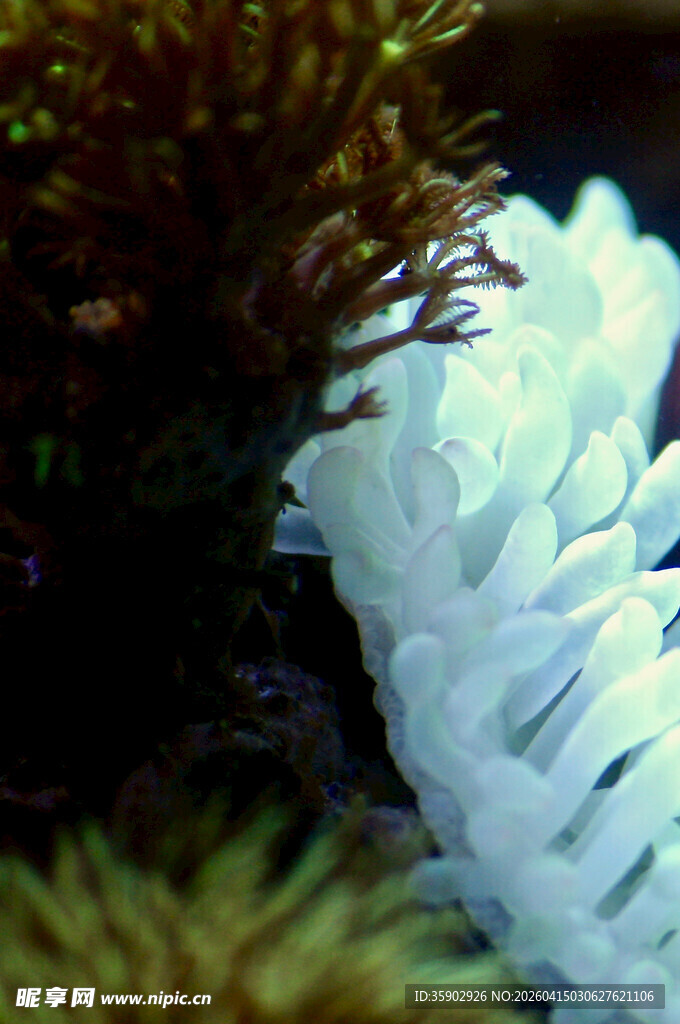 海洋中的白色海葵