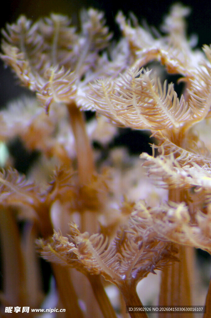 梦幻丝状海洋生物特写