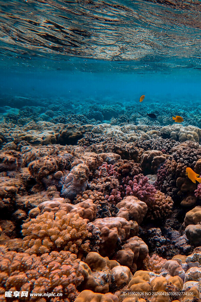 海底多彩珊瑚景观