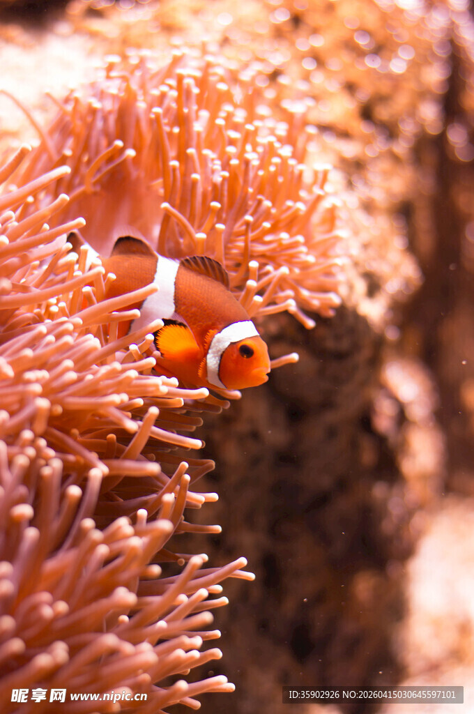 小丑鱼藏身于海葵之中