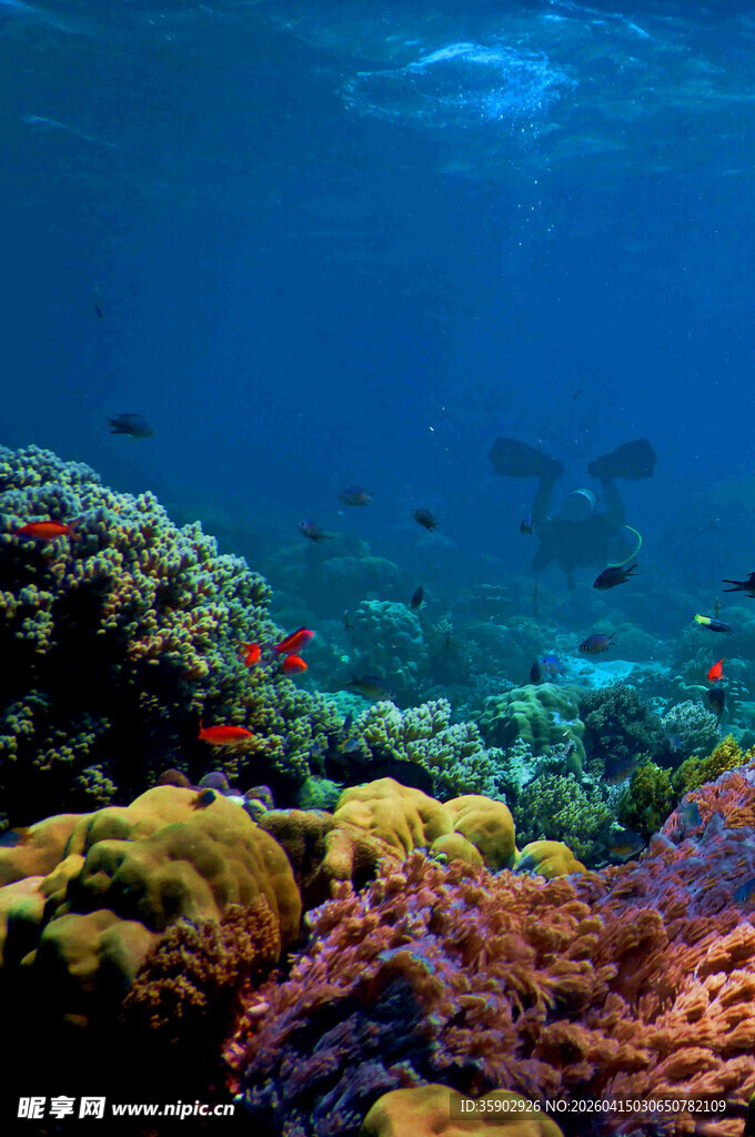 海底多彩珊瑚与游动小鱼