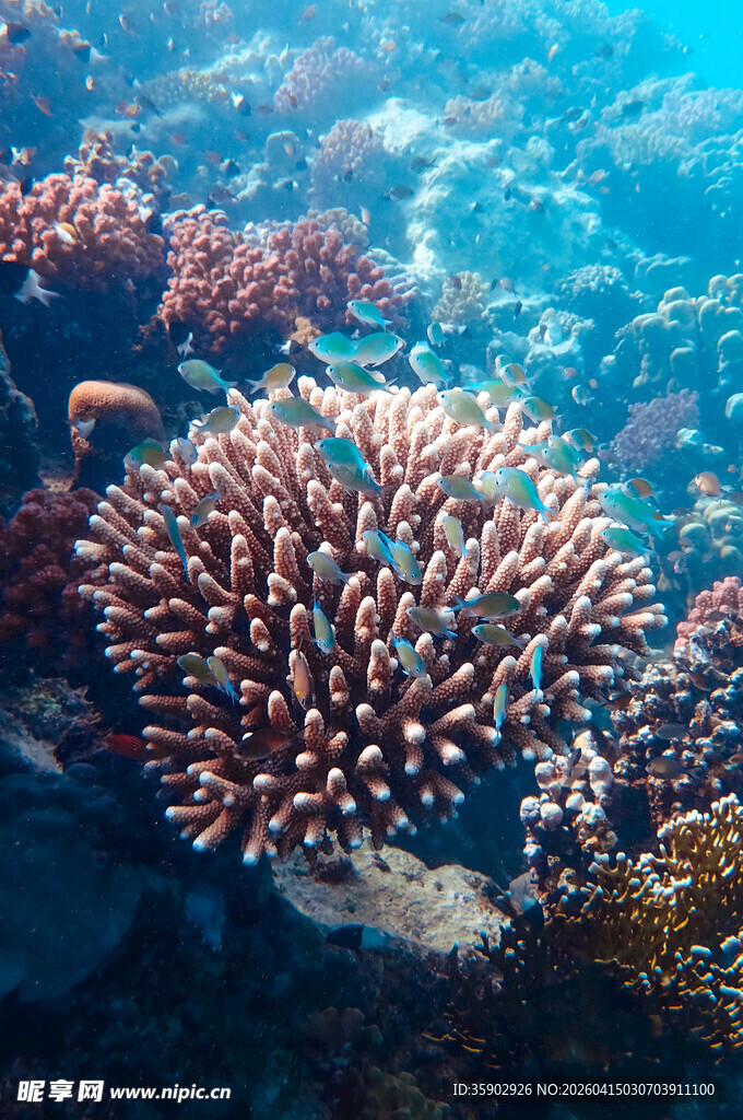 海底绚丽珊瑚景观