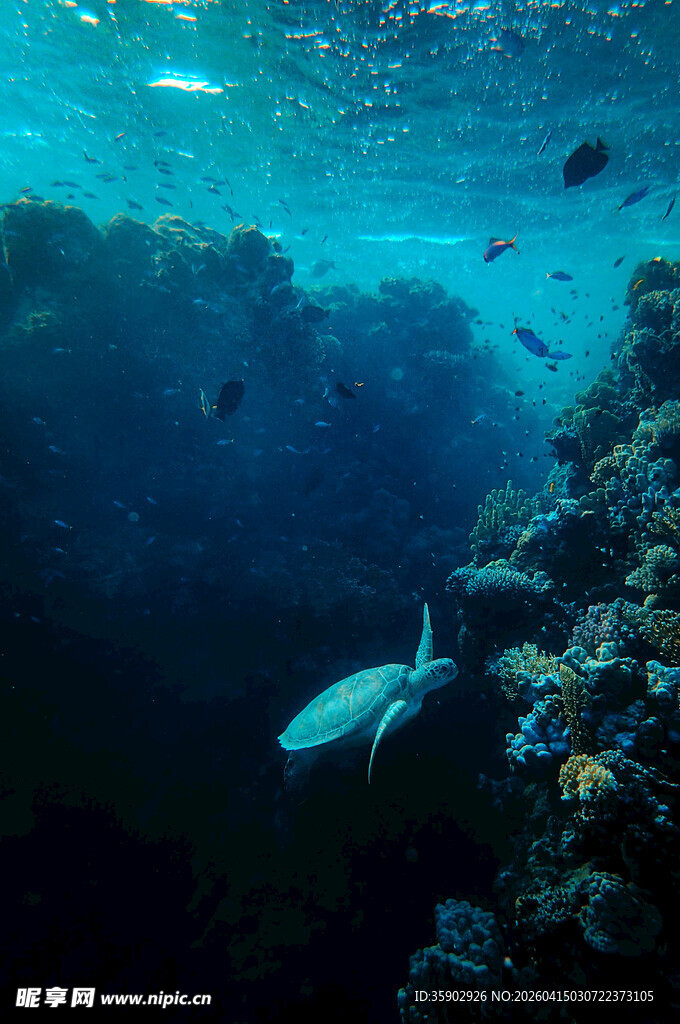 海底鱼群穿梭珊瑚礁