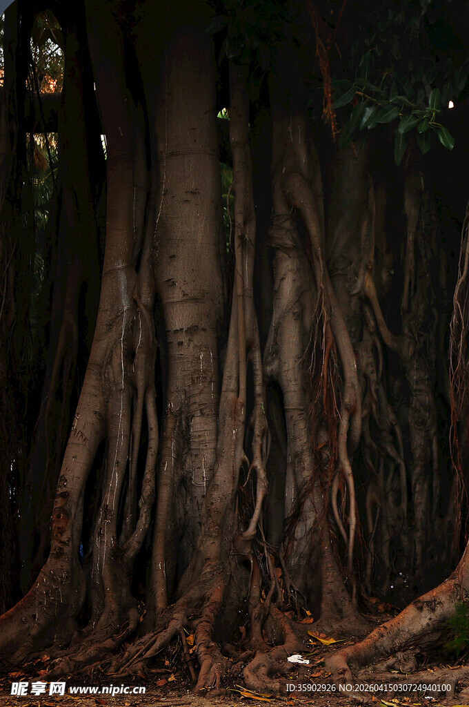 盘根错节的大树根系