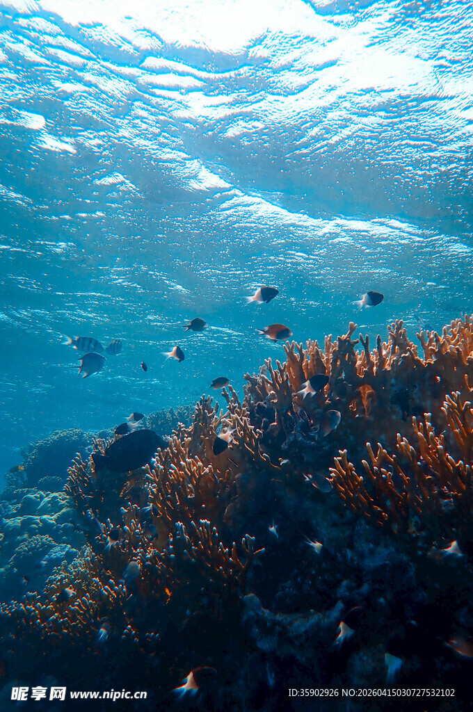 海底珊瑚与游动的小鱼