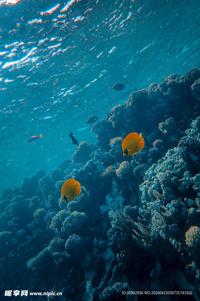 海底多彩珊瑚与游动小鱼